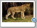 Lioness_young_standing